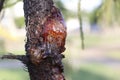 The resin of pine trees flows from the wound on the side of the trunk.