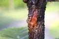 The resin of pine trees flows from the wound on the side of the trunk. Royalty Free Stock Photo