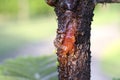 The resin of pine trees flows from the wound on the side of the trunk.