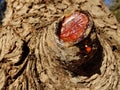 The resin of pine trees flows from the wound on the side of the trunk. Royalty Free Stock Photo