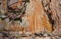 Resin on pine trunk, horizontal shot. Royalty Free Stock Photo