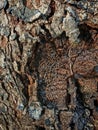 Resin-Rich Tree Bark Texture Close-Up Royalty Free Stock Photo