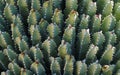 Resin spurge Euphorbia resinifera, cactus background