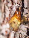 Resin on the tree. close Royalty Free Stock Photo