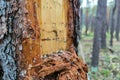 Resin on the trunk of a tree in the forest, from which a layer of bark has been removed, in close-up. Royalty Free Stock Photo