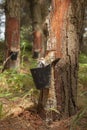 Resine extraction in a pine plantation in Galicia, Spain.