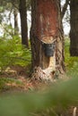 Resine extraction in a pine plantation in Galicia, Spain.