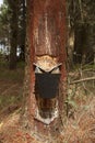 Resine extraction in a pine plantation in Galicia, Spain.