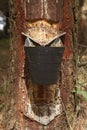 Resine extraction in a pine plantation in Galicia, Spain.