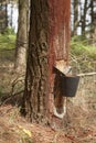 Resine extraction in a pine plantation in Galicia, Spain.