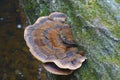 Resinous polypore fungus Royalty Free Stock Photo