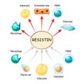 Resistin is a hormone from adipose tissue, regulator of inflammation, autoimmune processes, obesity and insulin resistance Royalty Free Stock Photo