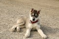 Husky puppy in Resolute Bay, Nunavut, Canada