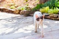 Resort cat begging food Royalty Free Stock Photo