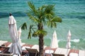 Resort near the sea with a palm tree and sun loungers. Beach holiday concept