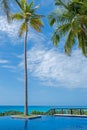 Resort pool with palmtree