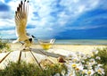 Resort cafe and glass of wine on wooden table top ,seascape seagull and seashell , sea water blue sky white clouds  and ocean sum Royalty Free Stock Photo