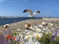 Seascape seagull and seashell , sea water blue sky white clouds  and ocean sum Royalty Free Stock Photo