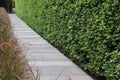 Resort Walkway green leaf wall