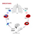 Respiration or Breathing Royalty Free Stock Photo