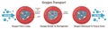 Respiration, gas exchange mechanism. Red blood cells oxygen