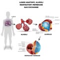 Respiration organs poster