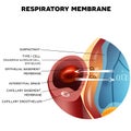 Respiratory membrane of alveolus Royalty Free Stock Photo