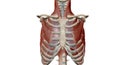 The respiratory muscles form a complex arrangement of semi-rigid bellows around the lungs