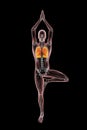 Anatomy of Yoga Tree pose, or Vrikshasana. 3D illustration showing male human body with highlighted lungs and skeleton