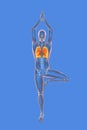 Anatomy of Yoga Tree pose, or Vrikshasana. 3D illustration showing male human body with highlighted lungs and skeleton