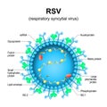 Respiratory syncytial virus. RSV structure. Close-up of a orthopneumovirus