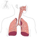 Respiratory system and Actinomycosis Royalty Free Stock Photo