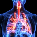 Male anatomy of human respiratory system in x-ray. 3d render