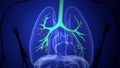 3D Illustration of Human Respiratory System Lungs Anatomy Royalty Free Stock Photo