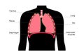 Respiratory system anatomy