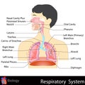 Respiratory System Royalty Free Stock Photo
