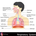 Respiratory System