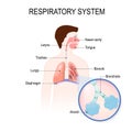 Respiratory system. human anatomy. Royalty Free Stock Photo