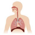 Respiratory system Royalty Free Stock Photo