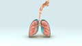 Respiratory System