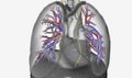 The respiratory system is innervated by the autonomic nervous sy