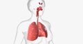 The respiratory system is made of all of the structures that bring oxygen into the body and expel carbon dioxide