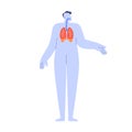 Respiratory system with pulmonary organs, bronchi, lungs. Human body anatomy. Breathing tract, simple anatomical