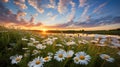 Breathtaking Field of Chamomile and Blue Wild Peas under Cerulean Sky with Morning Glow. Generative Ai Royalty Free Stock Photo