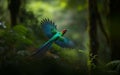 Resplendent Quetzal, Beautiful bird in nature tropic habitat.