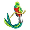 The resplendent quetzal bird male. vector illustration