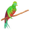 Resplendent Quetzal on a branch