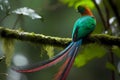 Resplendent Quetzal (Central America) (Generative AI)