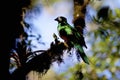 Resplendent Quetzal Female 837050