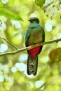 Resplendent Quetzal, female